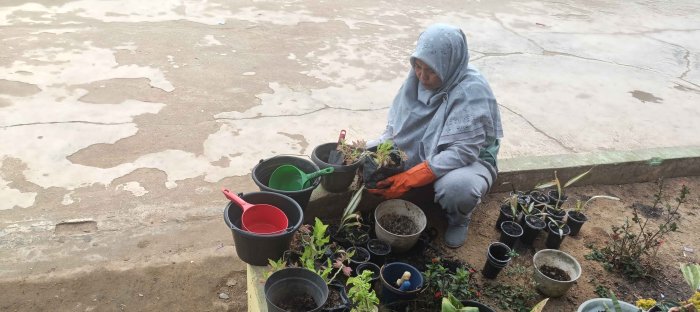 Wujudkan Madrasah Hijau: Guru MTsN 2 Bungo Turun Langsung Merawat Tanaman